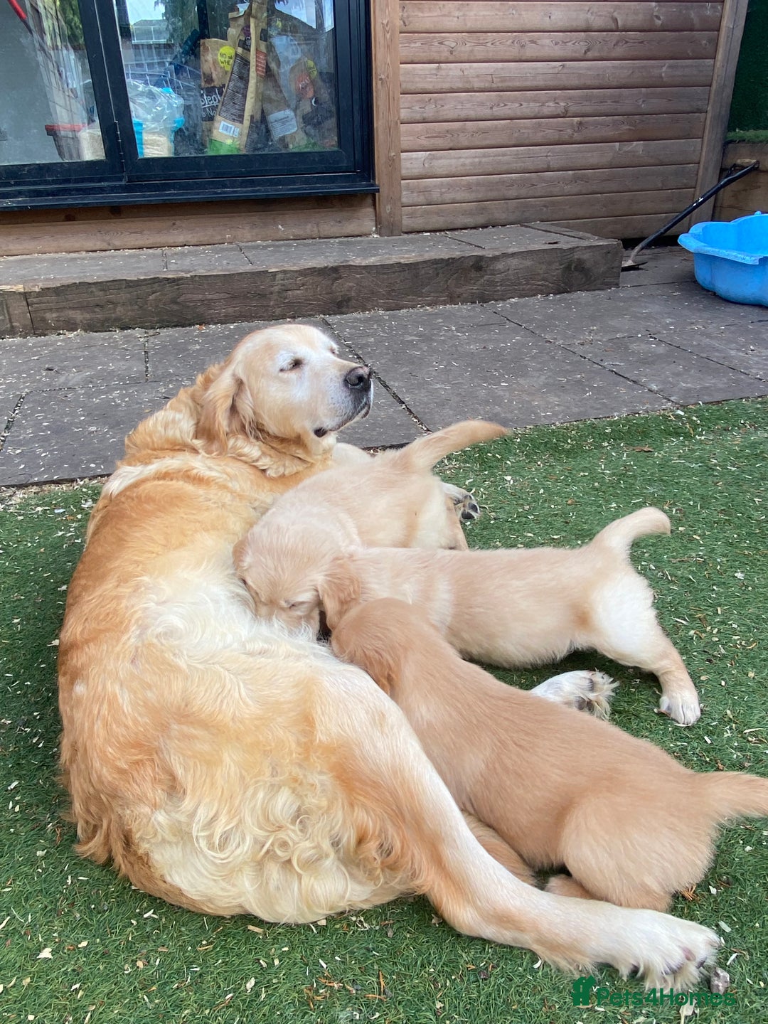 Golden Retriever dogs for sale: 5⭐️ Golden Retriever Puppies - Ready Soon ❤️🐶 - Image 19