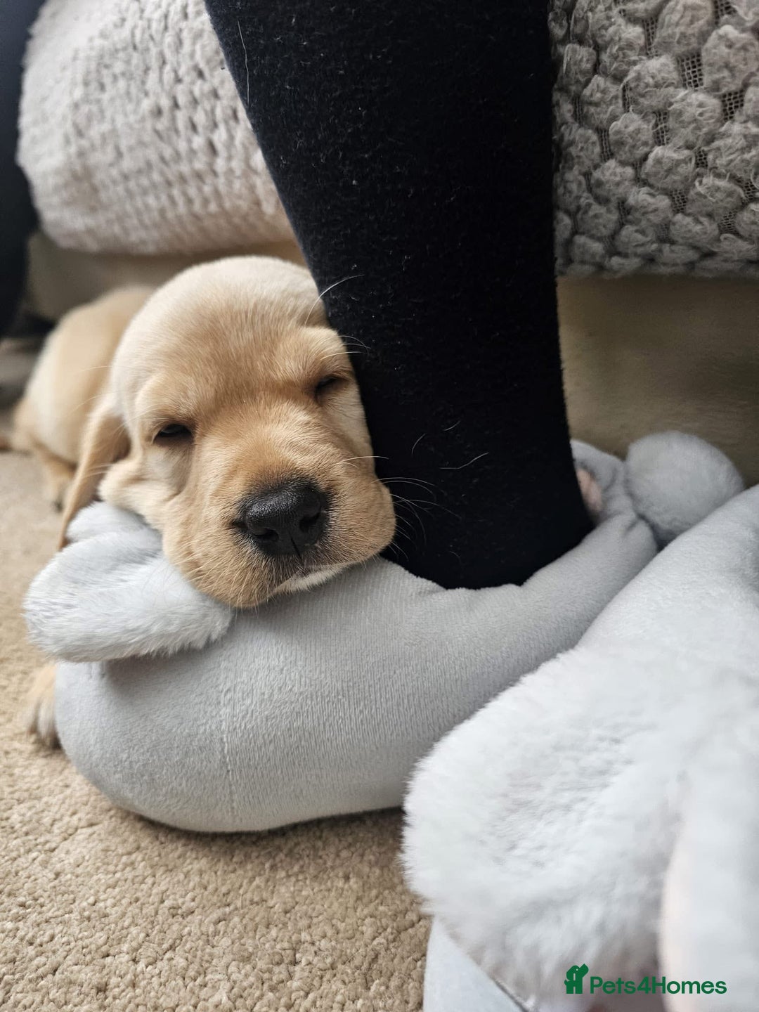 Labrador Retriever dogs for sale: Labrador Puppies red/yellow 26th Oct ready to leav - Image 36