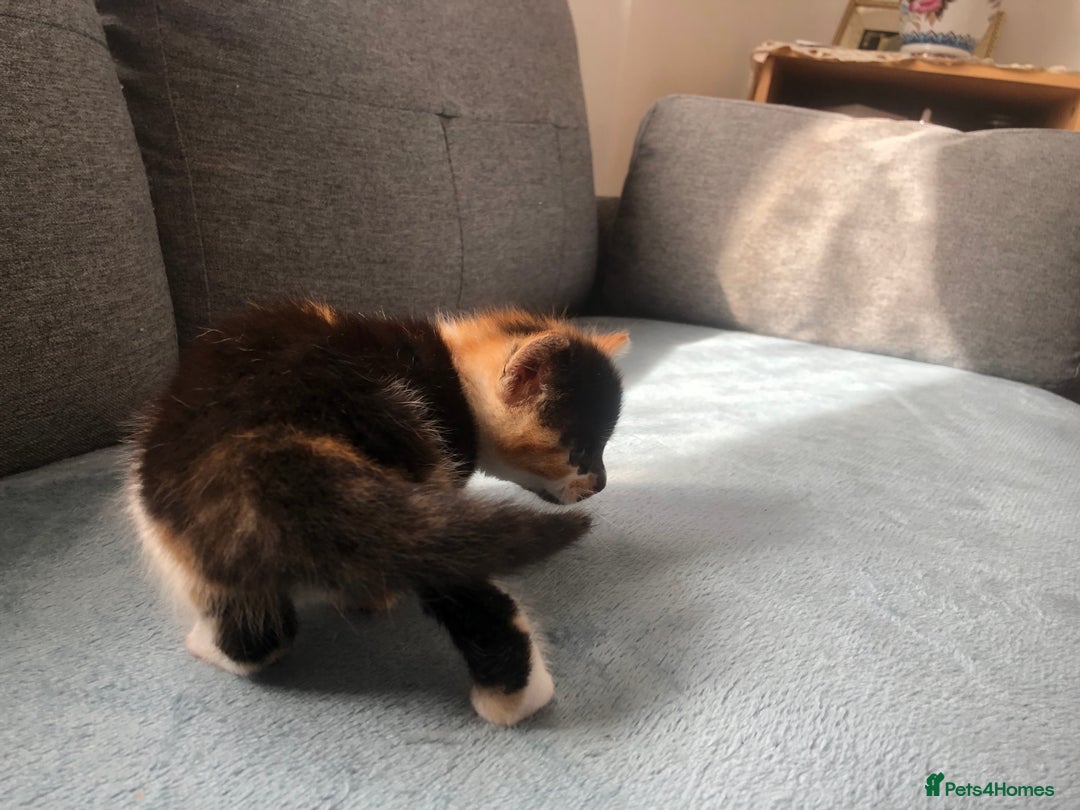 Mixed Breed cats for sale: 5 kittens for sale - Advert 33