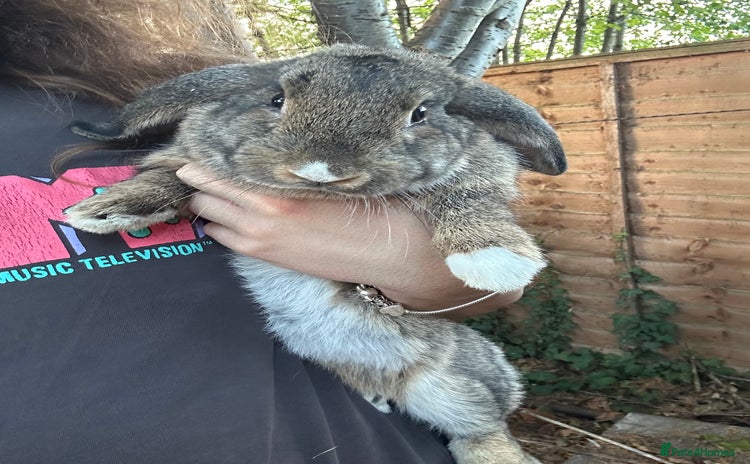 Netherland Dwarf rabbits - Advert 12