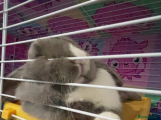 Mini Lop rabbits for sale: Lop for sale - Advert 1