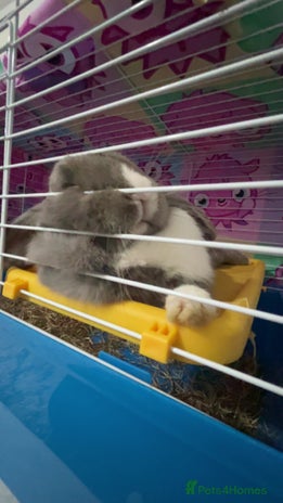 Mini Lop rabbits Lop for sale - Advert 1