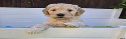 Goldendoodle dogs for sale: LAST girl left of Multigen.Goldendoodle Puppies!!! - Advert 8