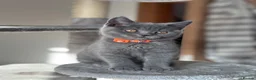 British Shorthair cats for sale: 💙Beautiful Blue British Shorthair Kittens💙 - Advert 9