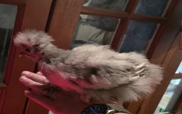 Chickens poultry for sale: Usa silkies - Advert 1