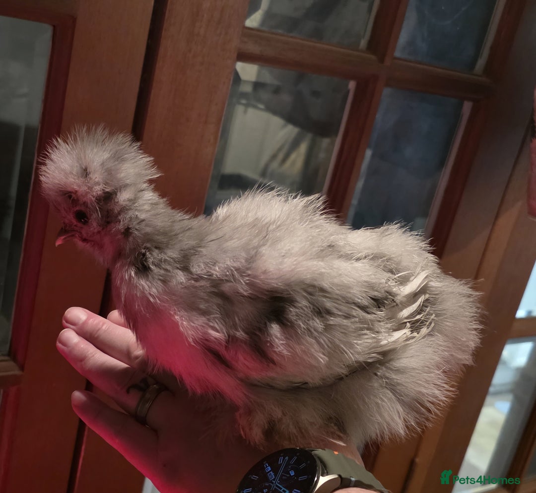 Chickens poultry for sale: Usa silkies - Advert 1