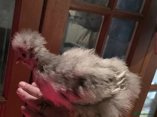 Chickens poultry for sale: Usa silkies - Advert 1