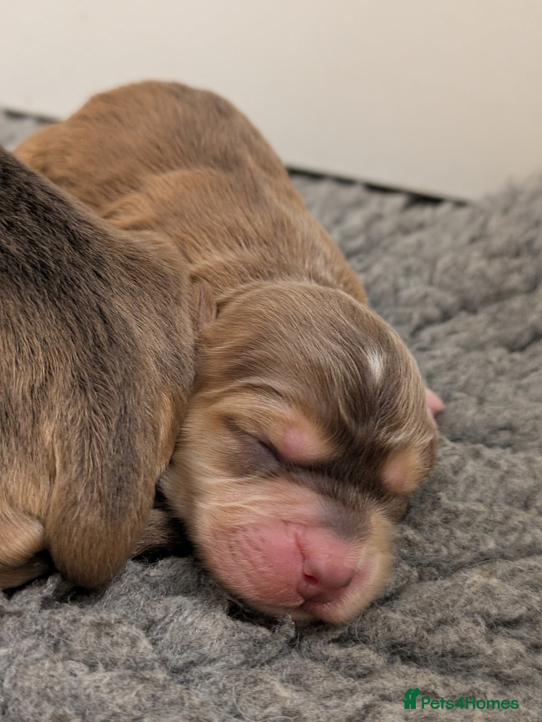 Cockapoo dogs for sale: Champion-Line Cockapoos From Health Tested Parents - Image 15