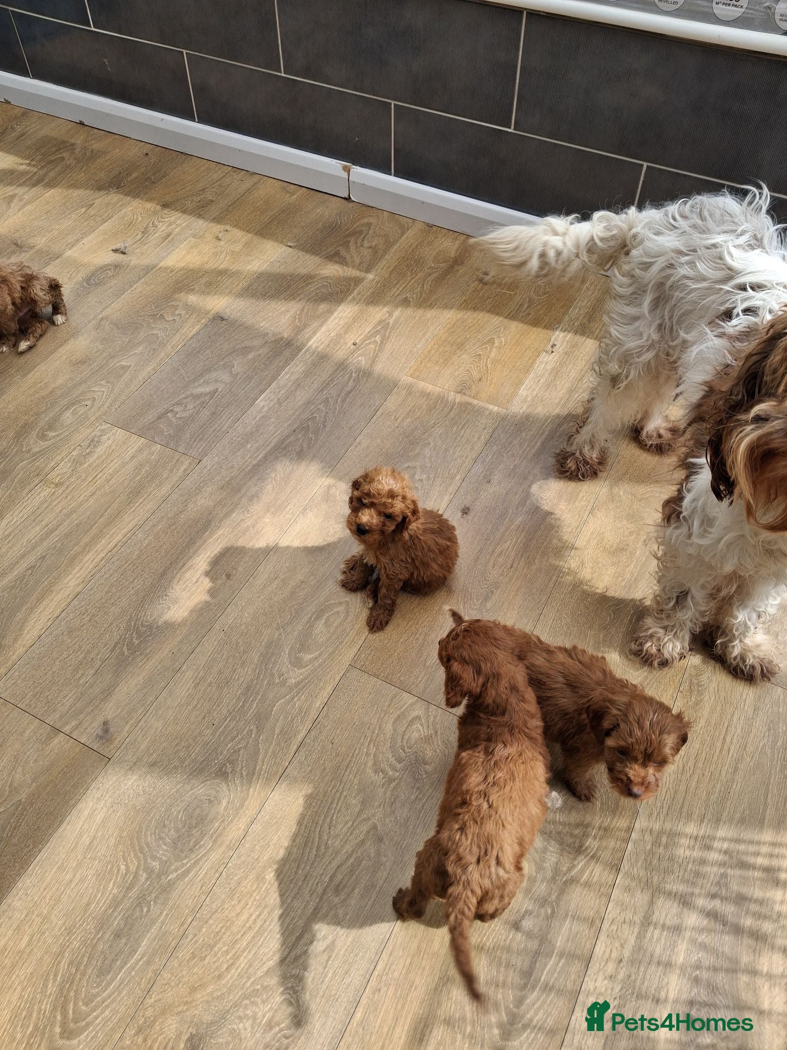 Cockapoo dogs ** BEAUTIFUL LITTER OF COCKAPOO PUPPIES ** - Advert 1