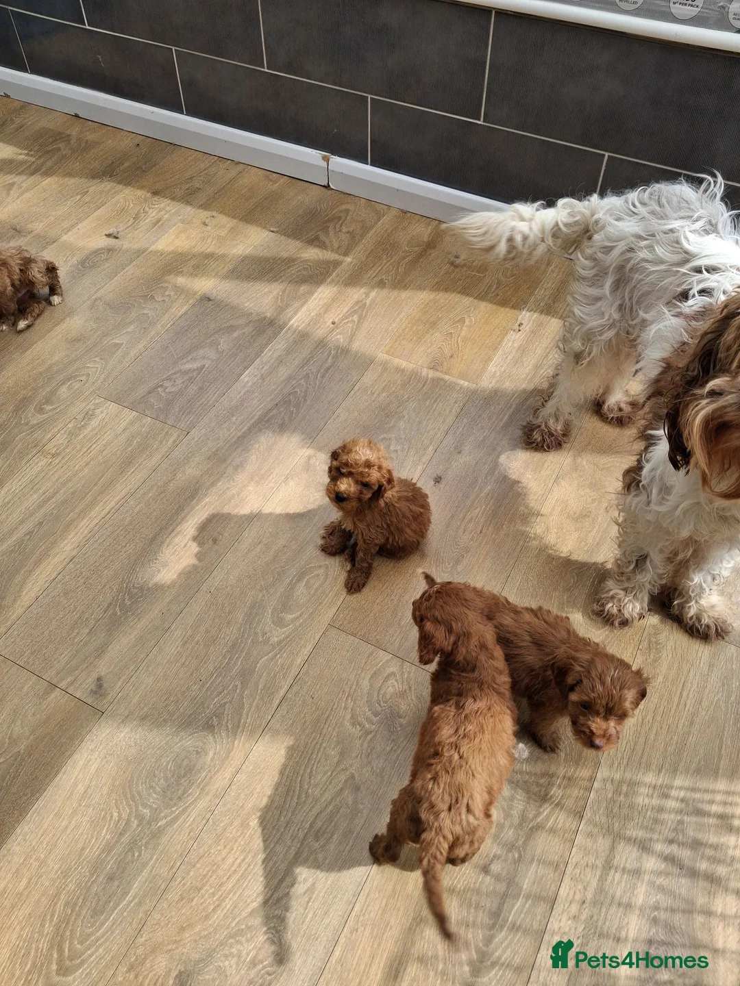 Cockapoo dogs for sale: ** BEAUTIFUL LITTER OF COCKAPOO PUPPIES ** - Advert 1