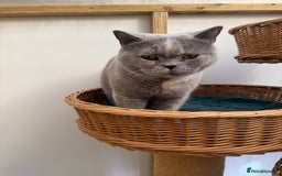 British Shorthair cats for sale: British Shorthair Adult  - Image 6