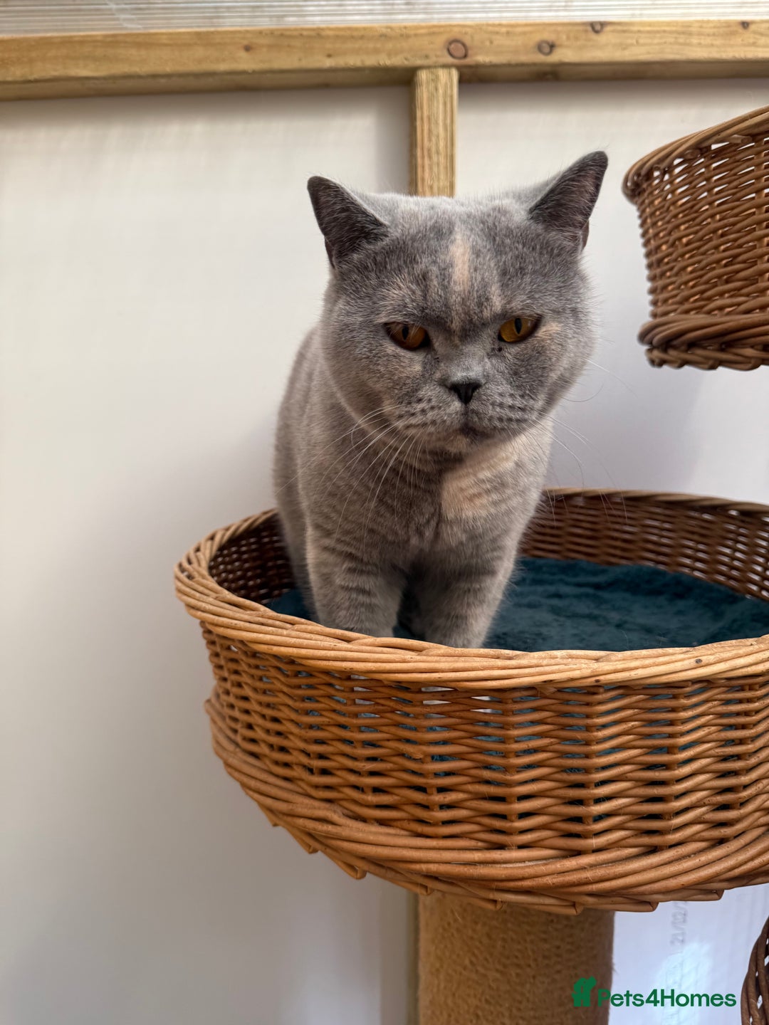British Shorthair cats for sale: British Shorthair Adult  - Image 6