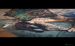 Savannah cats for sale: Savannah x Kittens - Image 8