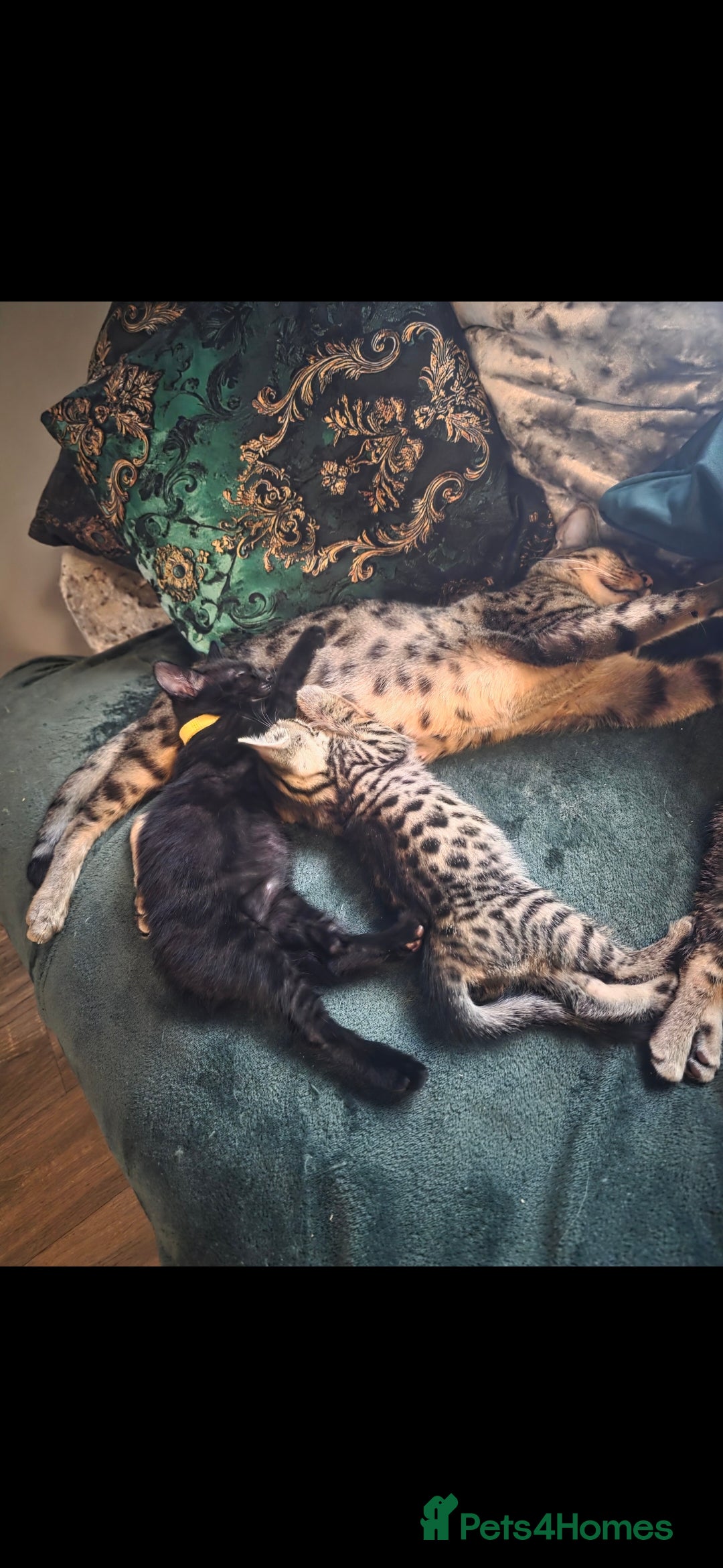 Savannah cats for sale: Savannah x Kittens - Image 8