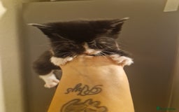 Domestic Shorthair cats for sale: Kittens for sale - Image 15