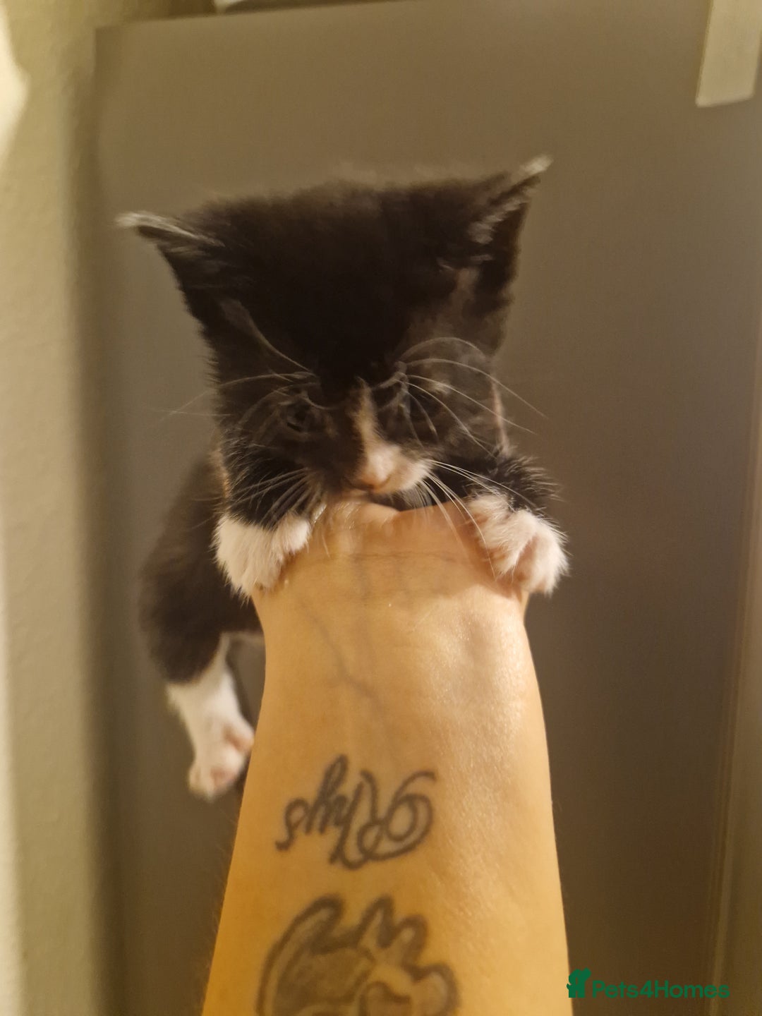 Domestic Shorthair cats for sale: Kittens for sale - Image 15