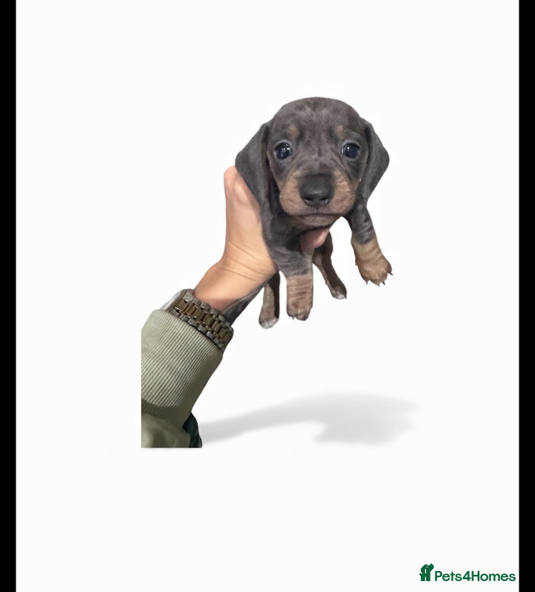 Miniature Dachshund dogs for sale: Stunning miniature sausage pups  - Advert 8