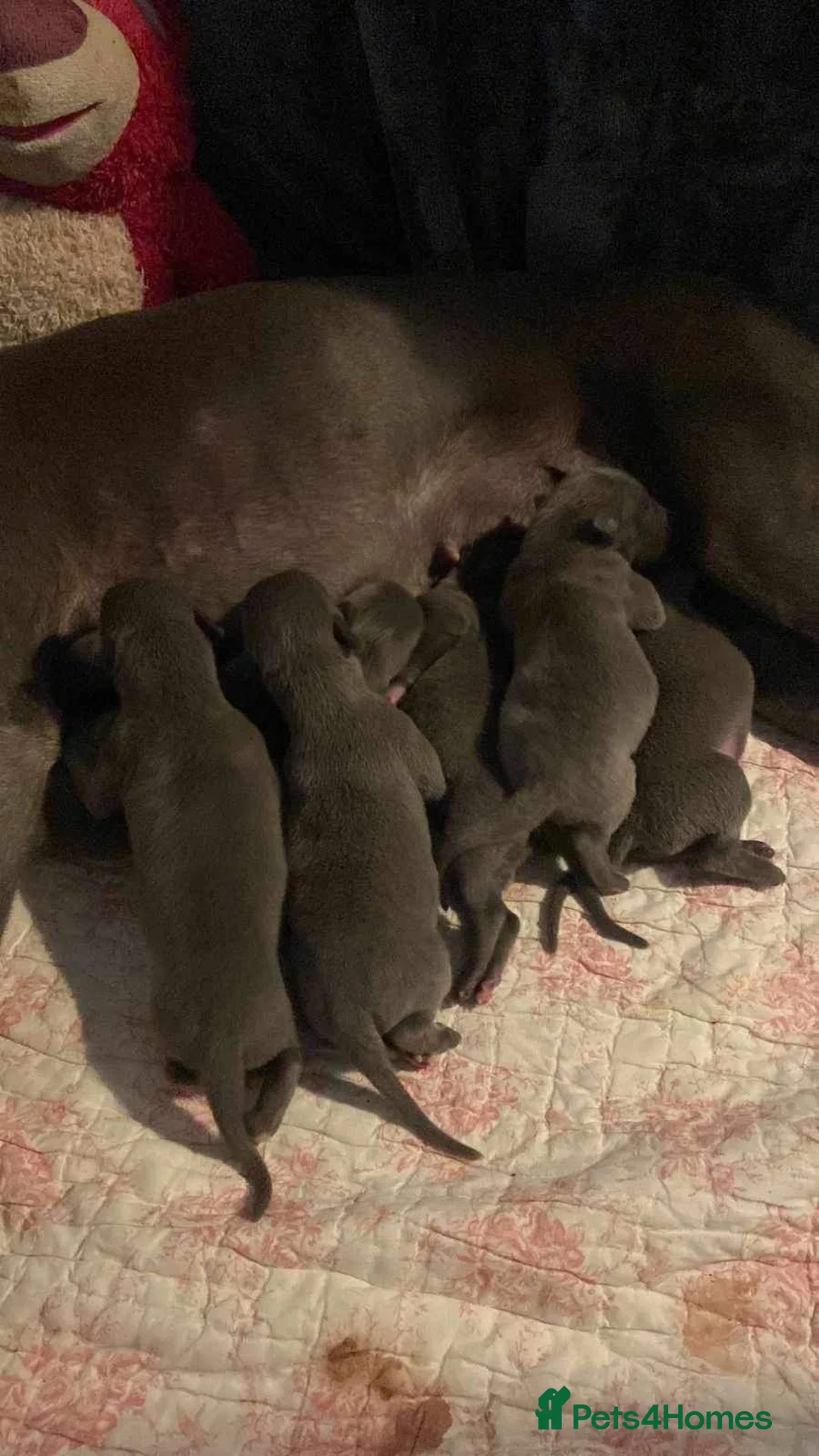 Whippet dogs for stud: PEDIGREE KC REGISTERED WHIPPET AT STUD in Salisbury - Advert 11