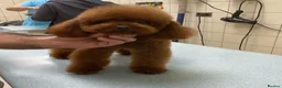 Toy Poodle dogs for sale: Stunning Red Toy Poodle Puppy–Female–6.5 Months ❤️ - Advert 3