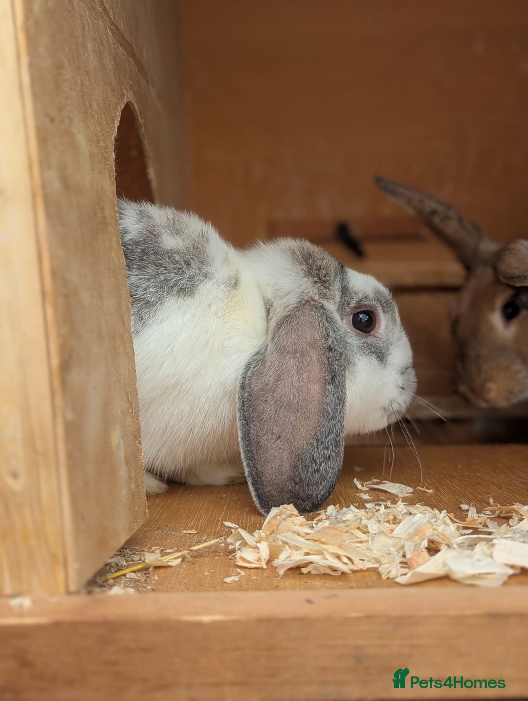 English Lop rabbits for sale: 🌸🌺💐2 friendly rabbits🌸💐🌺 - Image 3