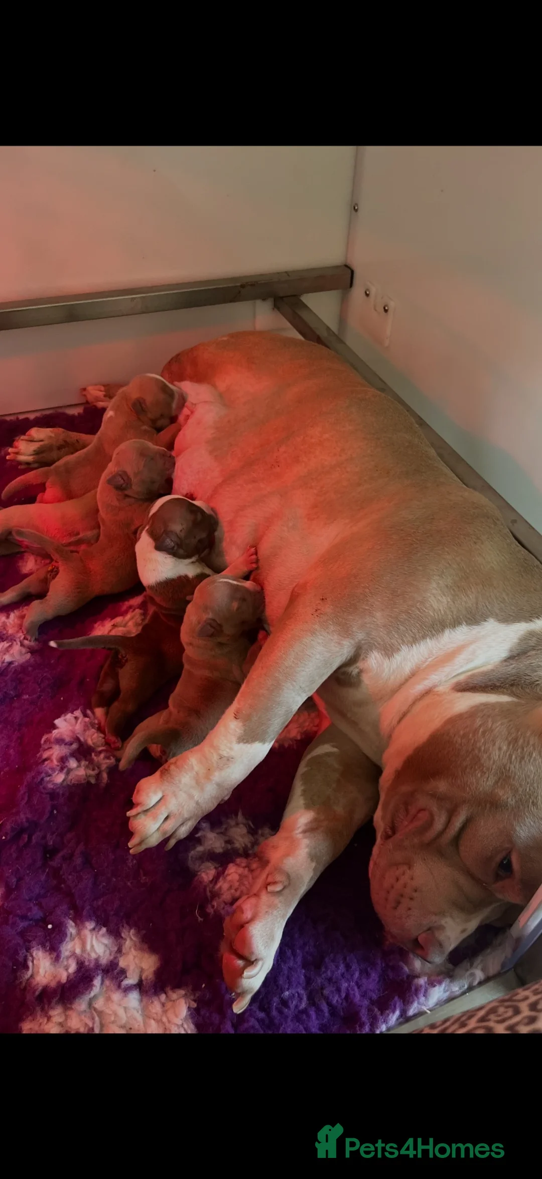 American Bully dogs for sale: Lushion x LaGerza Pocket Bully Puppies  - Advert 7