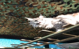 Maine Coon cats for stud: Stud Gccf duel Tica active blue smoke  in Grantham - Image 8