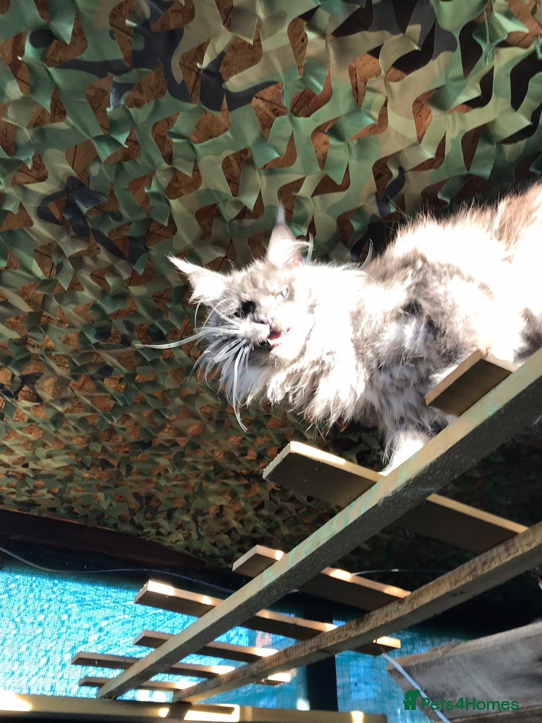 Maine Coon cats for stud: Stud Gccf duel Tica active blue smoke  in Grantham - Image 8