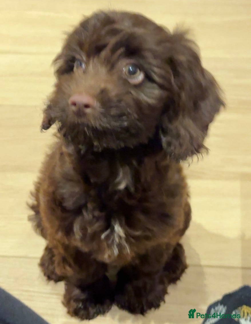 Cockapoo dogs Adorable 14 week old puppy needing a new home - Advert 1