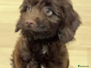 Cockapoo dogs Adorable 14 week old puppy needing a new home - Advert 8