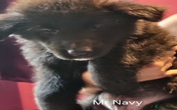German Shepherd dogs for sale: German shepherd puppies  - Image 2