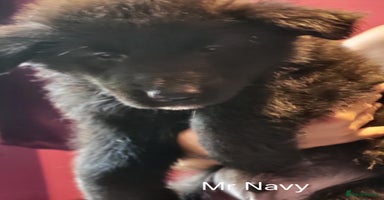 German Shepherd dogs - Advert 4