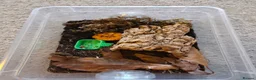 Isopods invertebrates for sale: Cubaris papaya isopods actively breeding colony - Advert 3