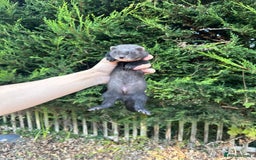 Ferret rodents for sale: solid black cross polecat kits  - Image 19