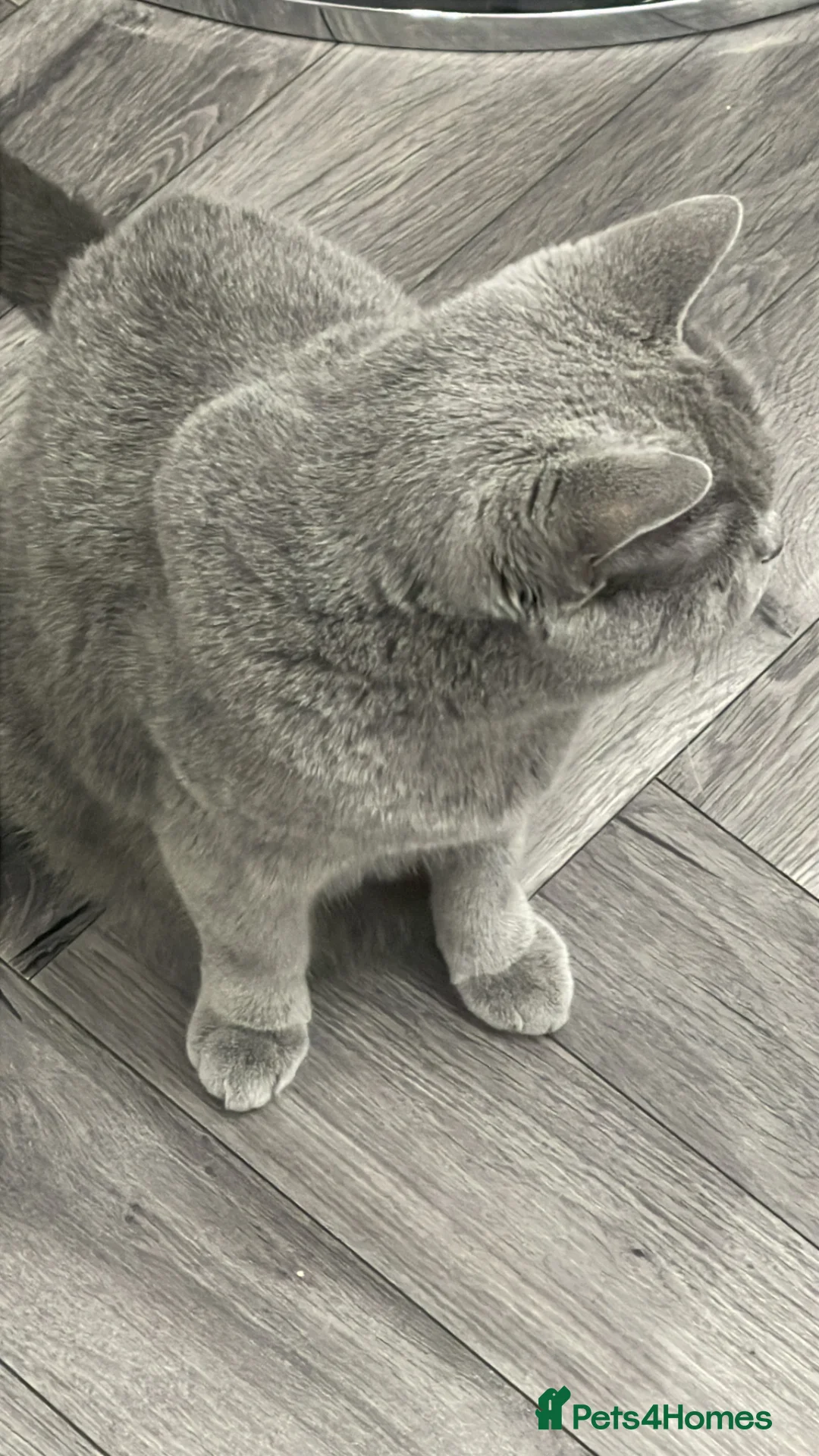 British Shorthair cats for sale: British short hair - Advert 15