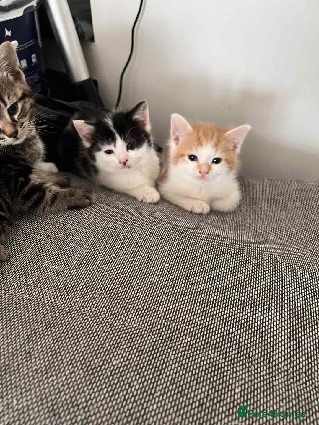 European cats for sale: Taby male kittens ready now - Advert 7