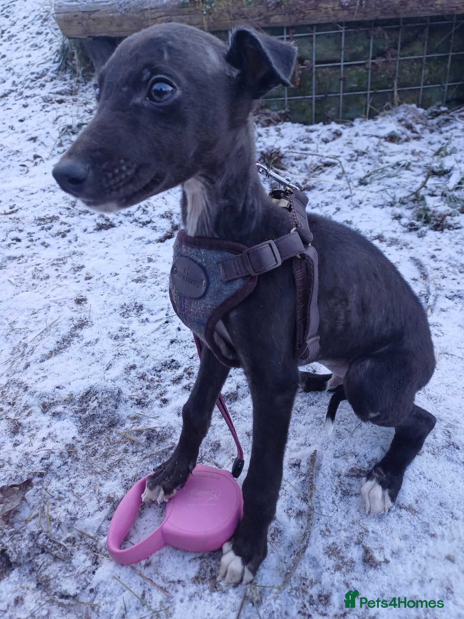 Whippet dogs Male Whippet Pup Ready For Forever Home - Advert 2