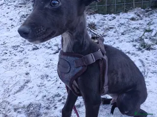 Whippet dogs Male Whippet Pup Ready For Forever Home - Advert 2