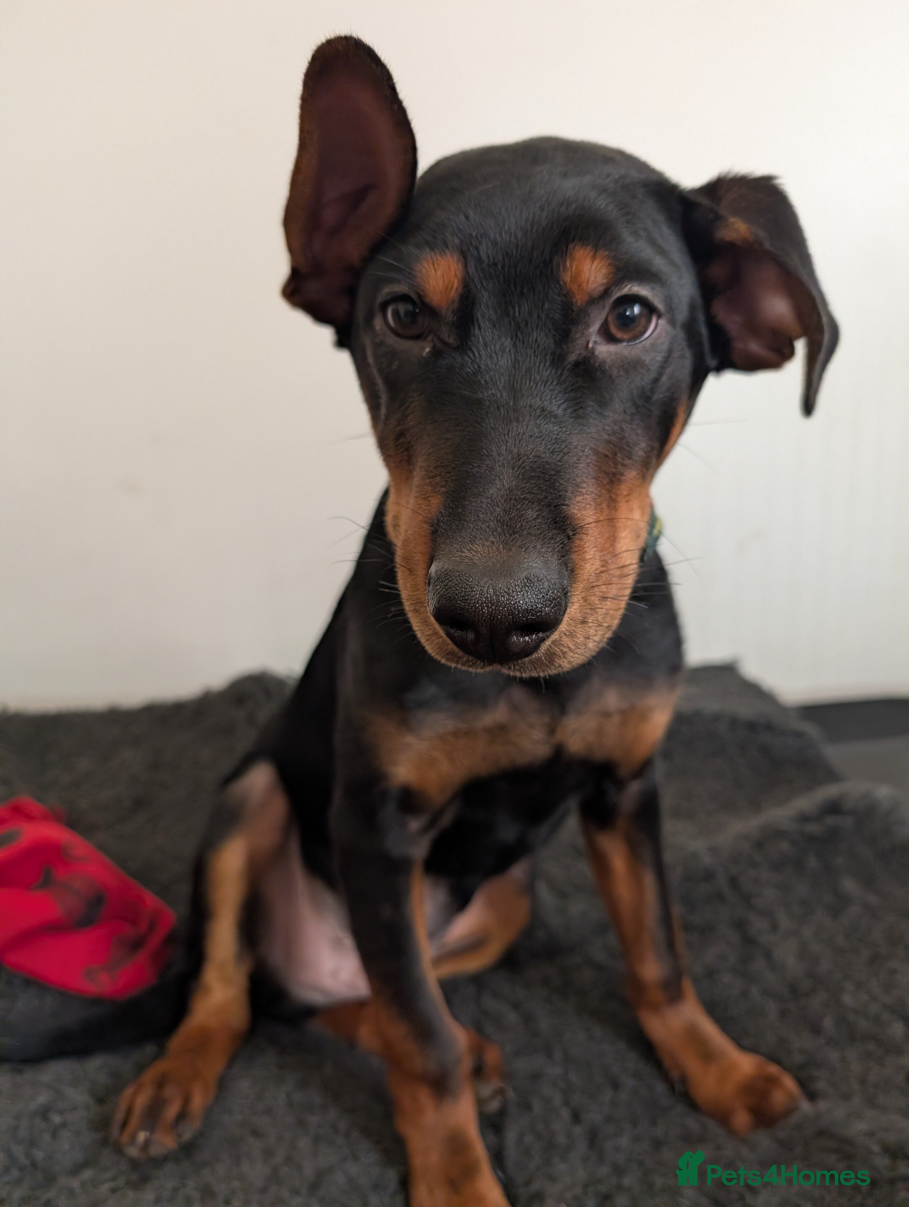 Mixed Breed dogs 1 boy available🐕🐾Kelpie x Chinese Red Dog - Advert 1