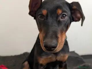 Mixed Breed dogs 1 boy available🐕🐾Kelpie x Chinese Red Dog - Advert 1