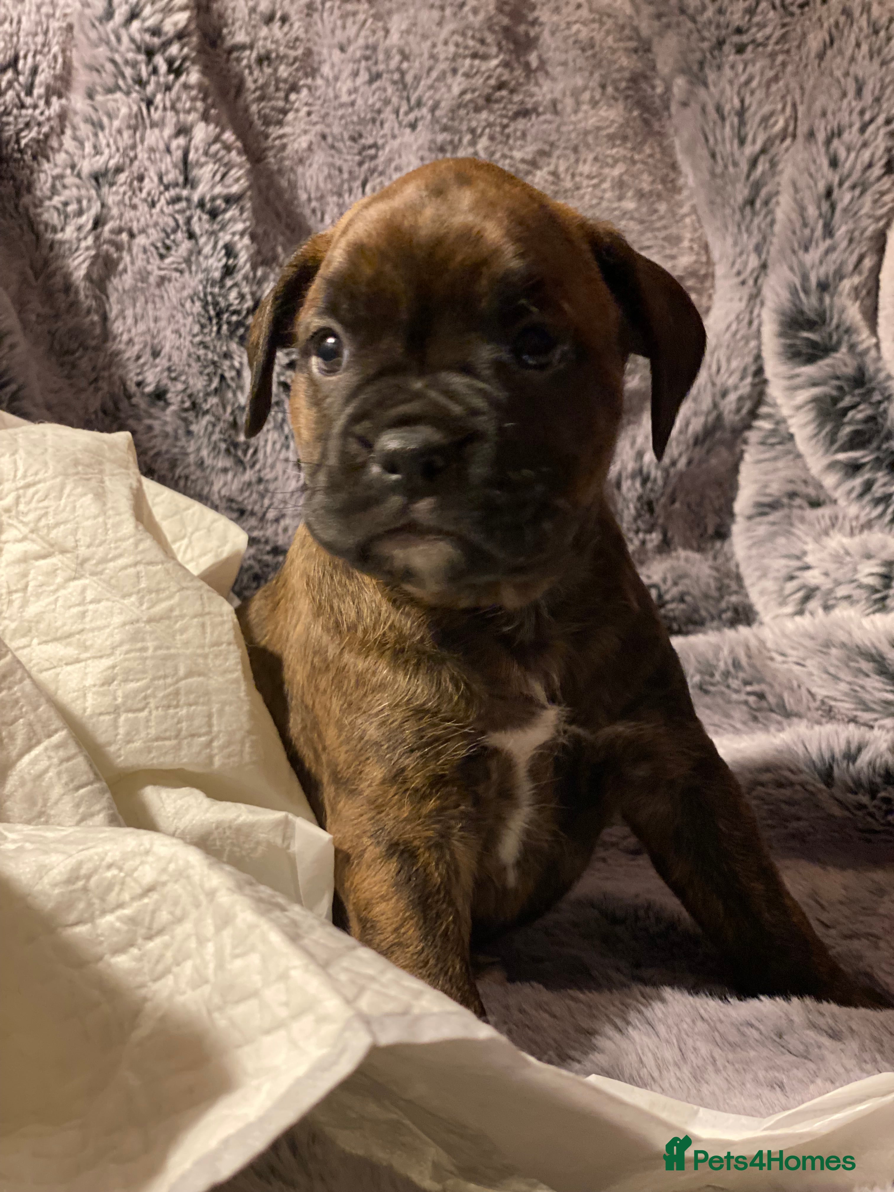 Mixed Breed dogs 🤩 mum kc boxer dad mini boxer 5 pups rare 🤩 - Advert 4