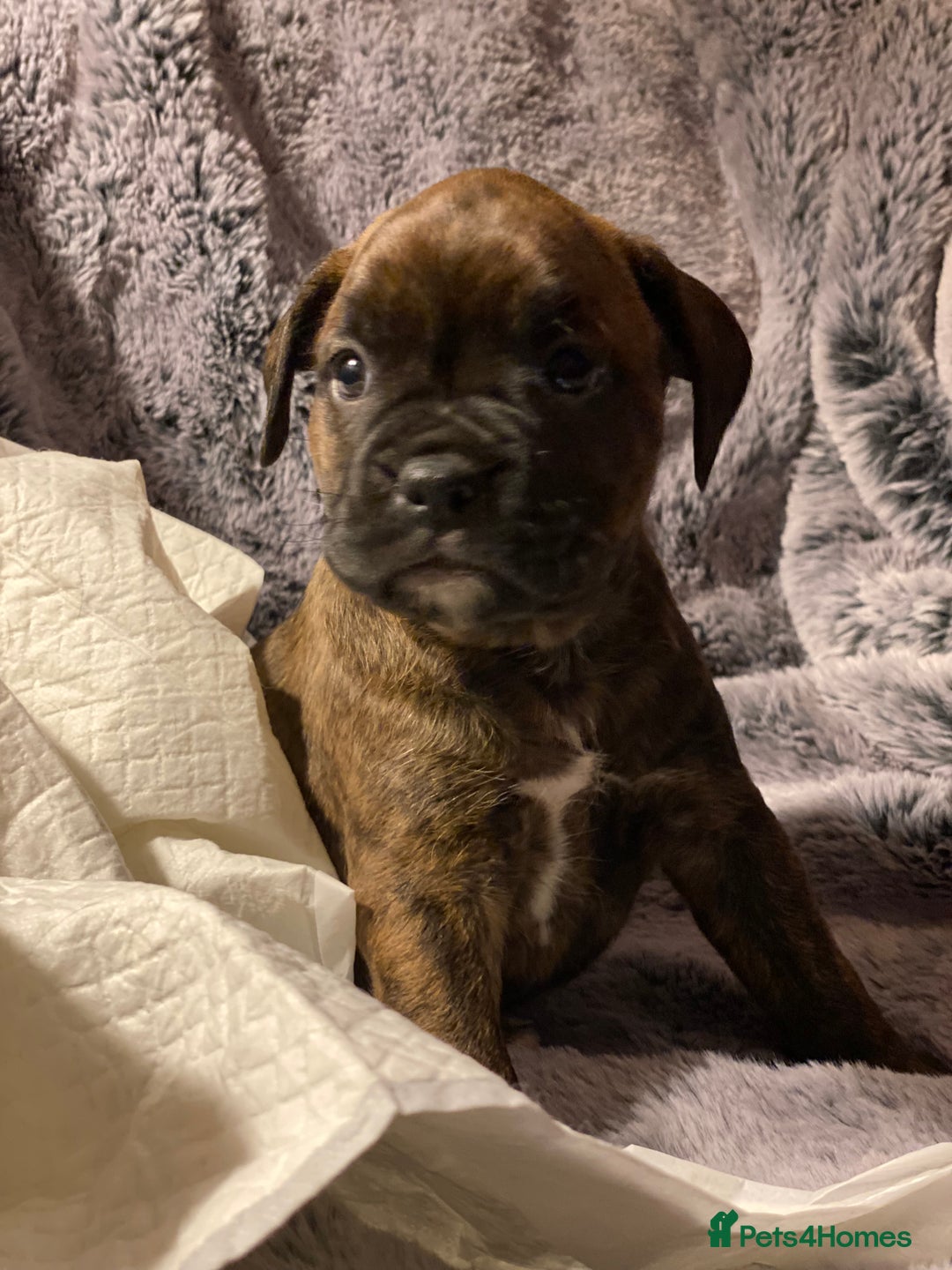 Mixed Breed dogs for sale: 🤩 mum kc boxer dad mini boxer 5 pups rare 🤩 - Advert 5