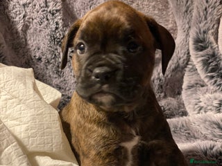 Mixed Breed dogs 🤩 mum kc boxer dad mini boxer 5 pups rare 🤩 - Advert 1