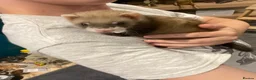 Ferret rodents for sale: Ferrets for sale  - Advert 1