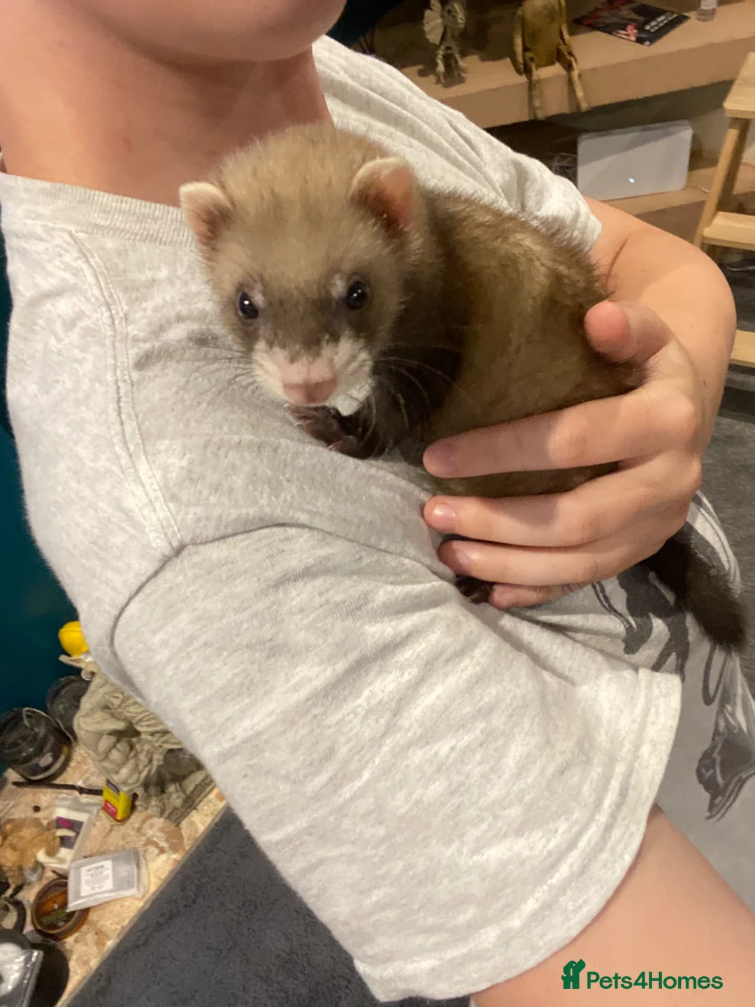 Ferret rodents for sale: Ferrets for sale  - Advert 1