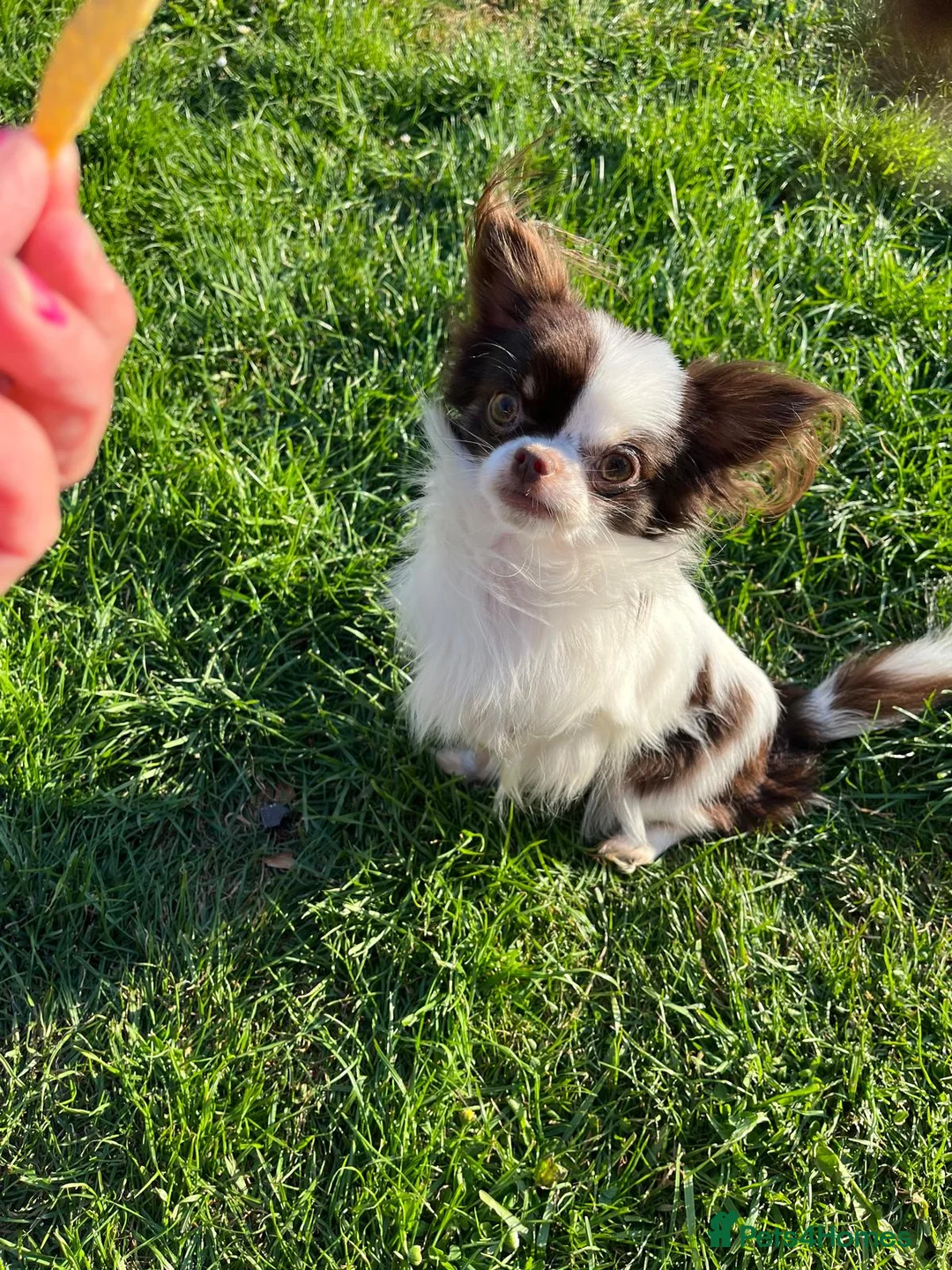 Chihuahua dogs for stud: For Stud  - Advert 4