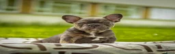 French Bulldog dogs for sale: FRENCH BULLDOG WITH FLUFFY &CURLY (C2) - Advert 1