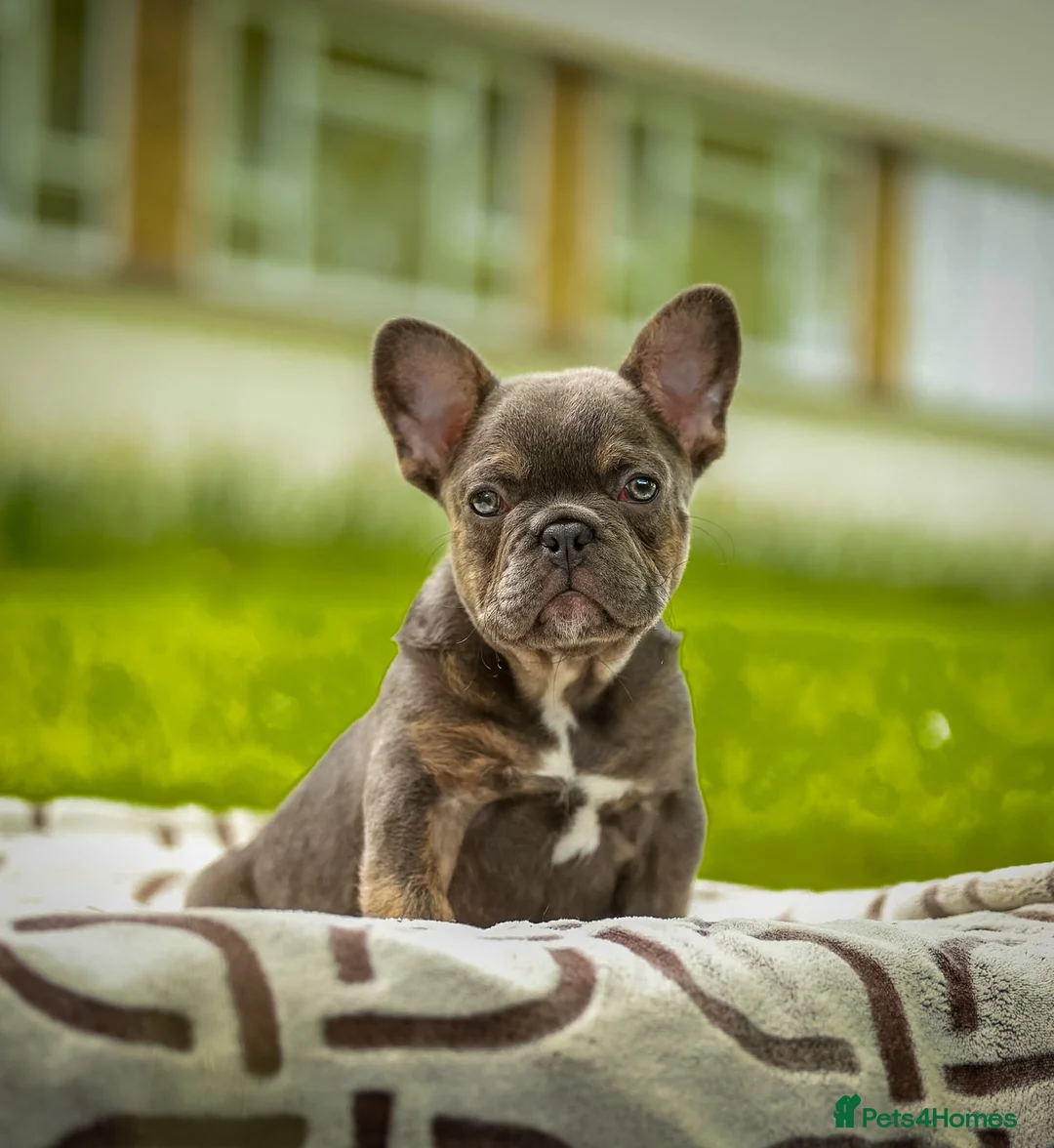 French Bulldog dogs for sale: FRENCH BULLDOG WITH FLUFFY &CURLY (C2) - Advert 1