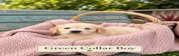 Golden Retriever dogs for sale: Beautiful KC Puppies No Endorsements  - Advert 19