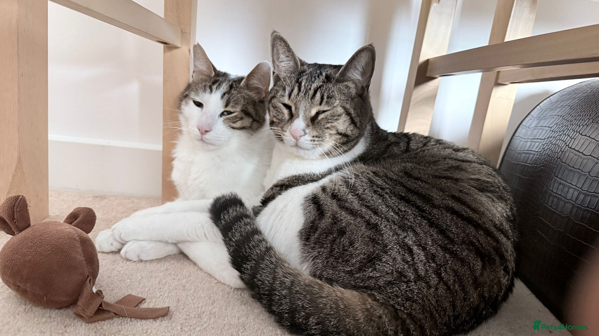 Mixed Breed cats Amazing Boys are Looking for their forever home! - Advert 1