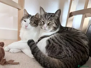 Mixed Breed cats Amazing Boys are Looking for their forever home! - Advert 1